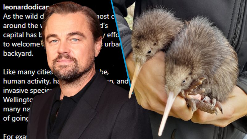 Leonardo Dicaprio just gave a major shout-out to a NZ kiwi conservation project's efforts
