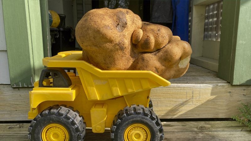 Record-breaking 'Dug the Spud' is not a potato after all