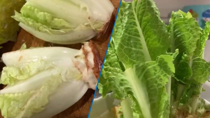TikTok video shows how easy it is to regrow lettuce in a bowl at home