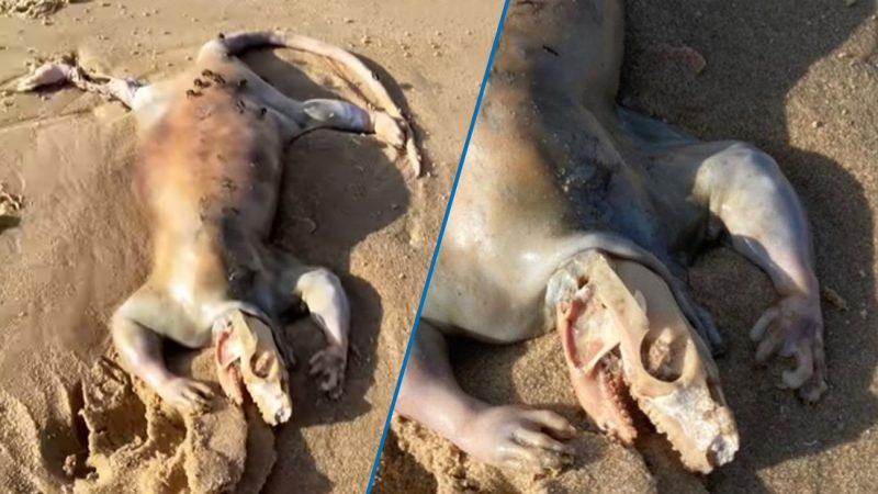 What is this weird "Extra-Terrestrial" creature from Australia?