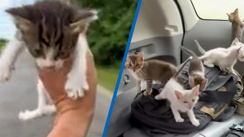 Adorable moment man thinks he's rescuing one kitten, gets ambushed by a dozen more 