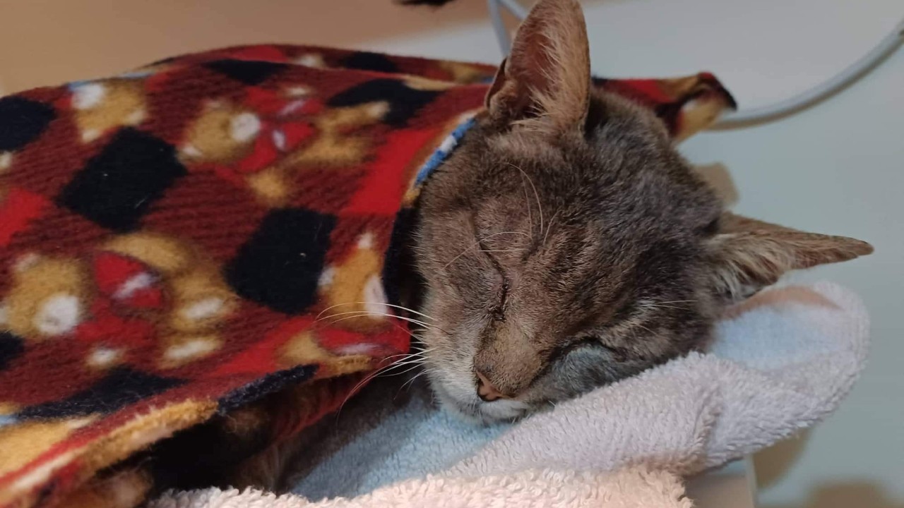 Coromandel cat returns after being missing for eight years!