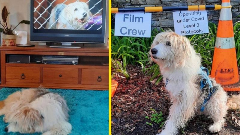 3 legged dog from the viral Trustpower advert is melting hearts on Instagram