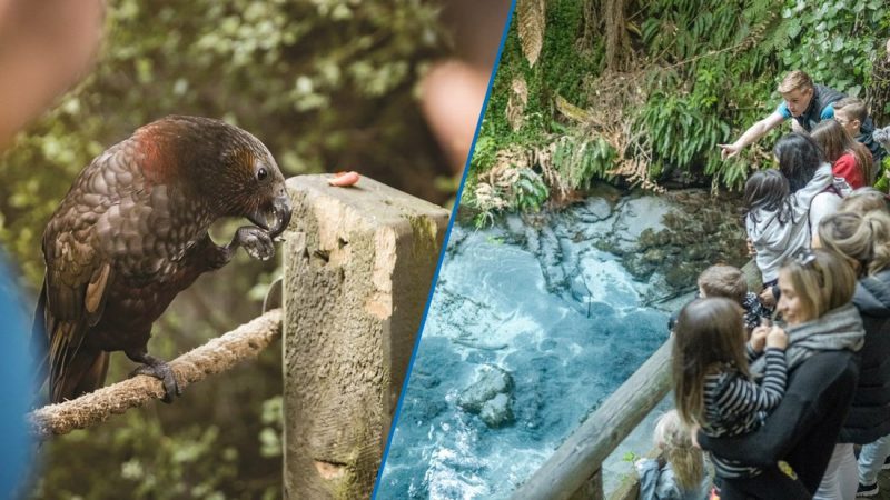 Iconic Rainbow Springs to close after 90 years in Rotorua