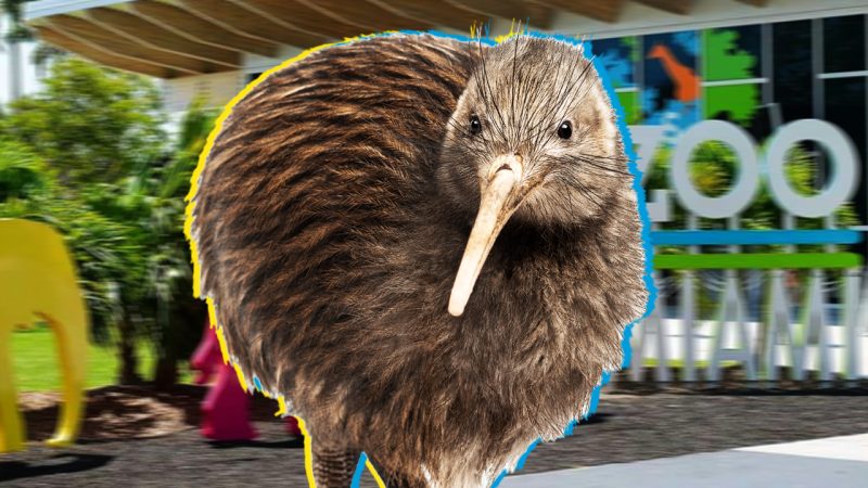 Miami zoo to make ‘second-to-none’ new enclosure for Paora, the kiwi they mistreated