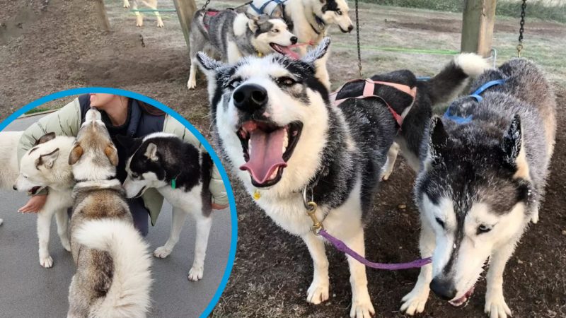 Husky cuddling sessions are available in NZ and it's a cuteness overload