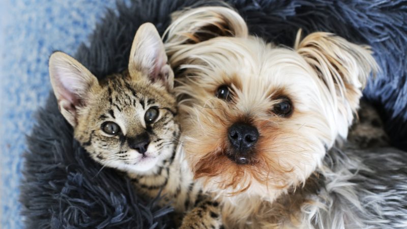 Houseplants that owners with cats and dogs should avoid
