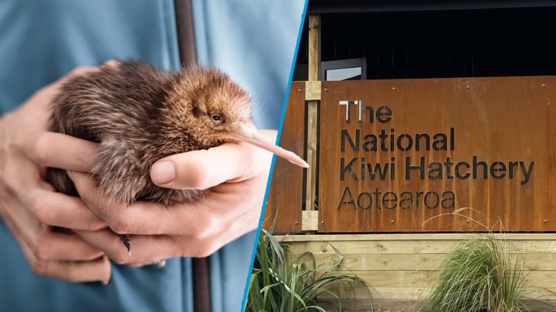 NZ’s National Kiwi Hatchery welcomes a baby chick as it reopens in new custom-built location