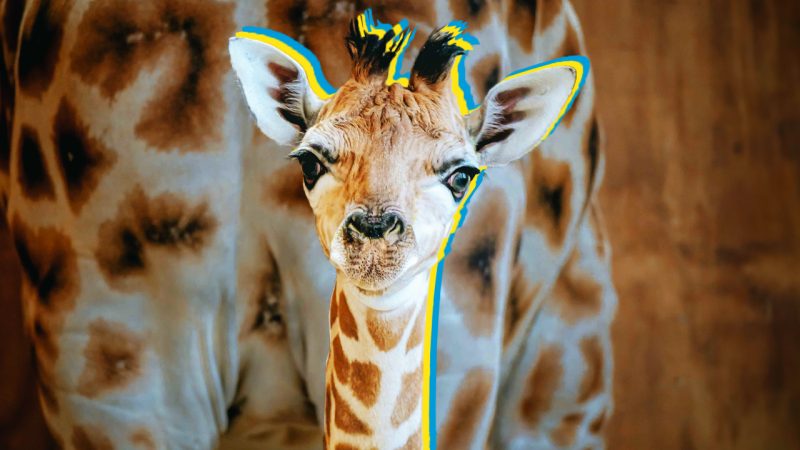 Auckland Zoo hasn’t named its adorable new baby giraffe yet, so we came up with ten suggestions