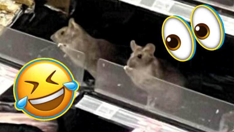 Kiwis are hilariously reacting to two rats spotted in a South Dunedin supermarket