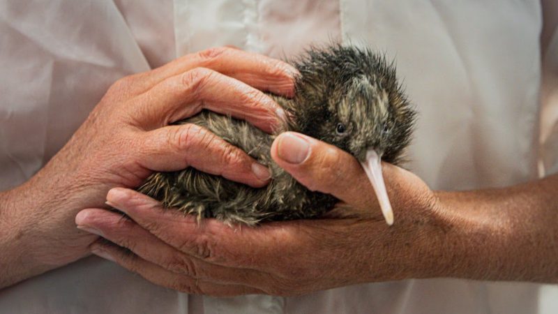 NZ’s National Kiwi Hatchery just welcomed their 2500th chick and revealed its beautiful name