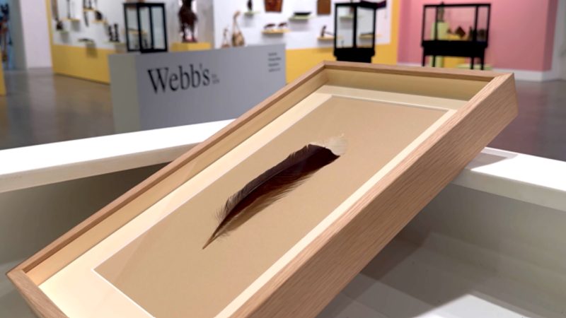 Record-breaking Extinct Huia bird feather sells for 15 times over estimated price at NZ auction