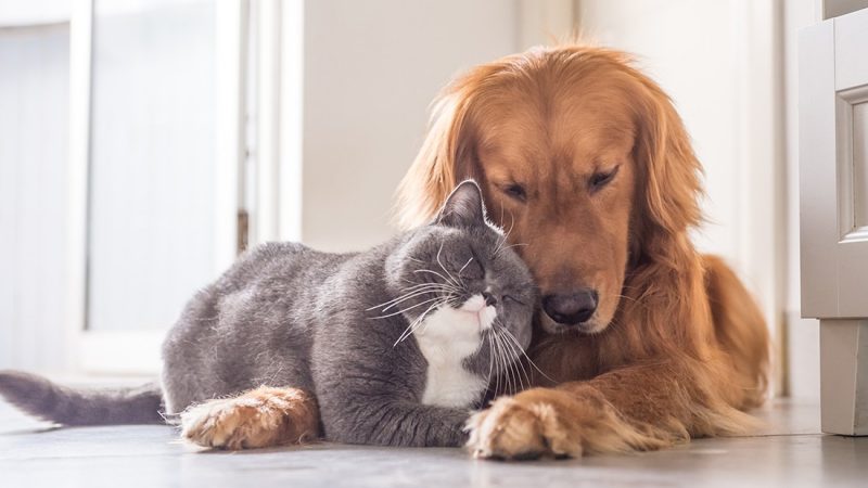The most popular dog and cat names for the past year have been revealed