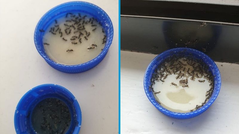 People are loving this woman's simple and cheap hack for killing ants 
