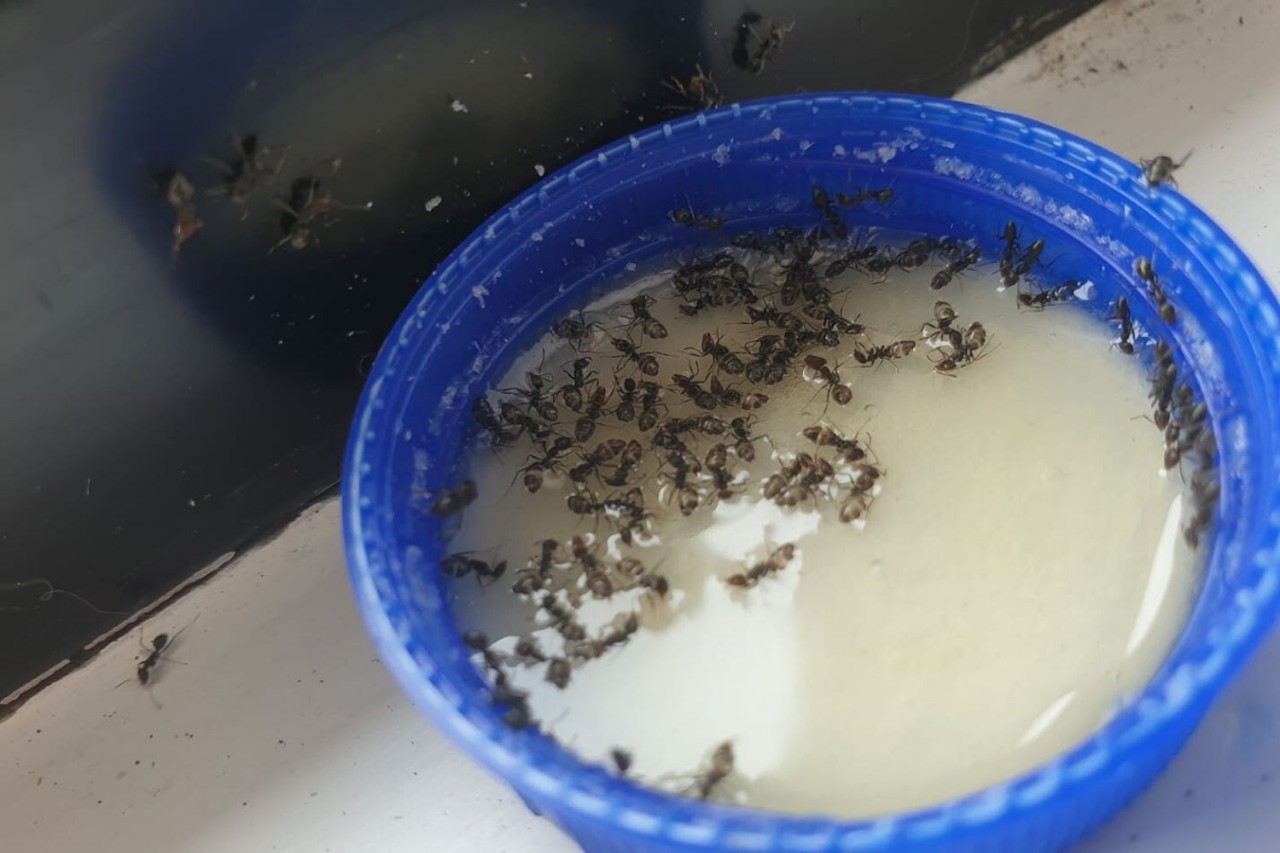People are loving this woman's simple and cheap hack for killing ants 