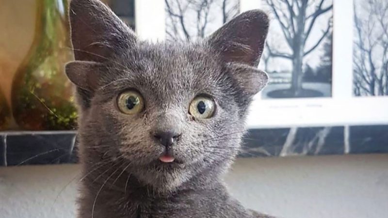 Midas the cat with 4 ears will melt your heart