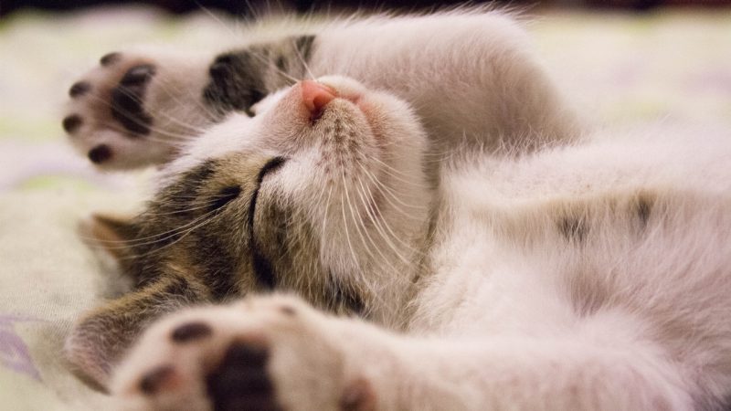 Feeling stressed? This website can help you relax with... purrs