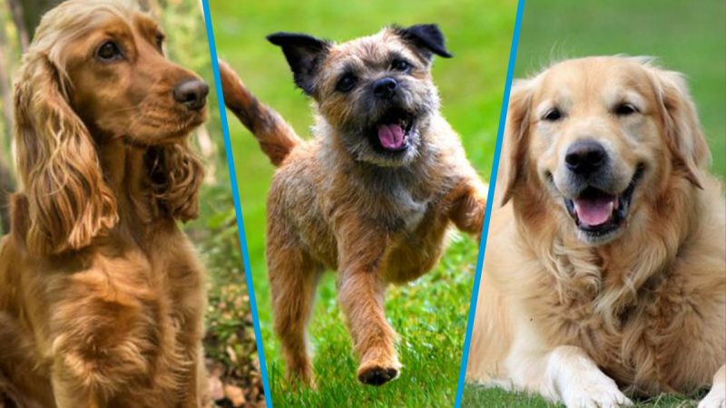 What your dog's breed tells about your personality