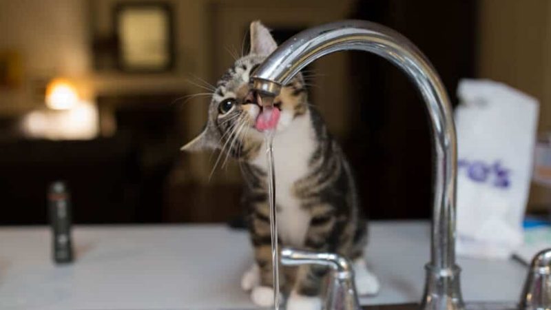 The reasons why cats love drinking running water