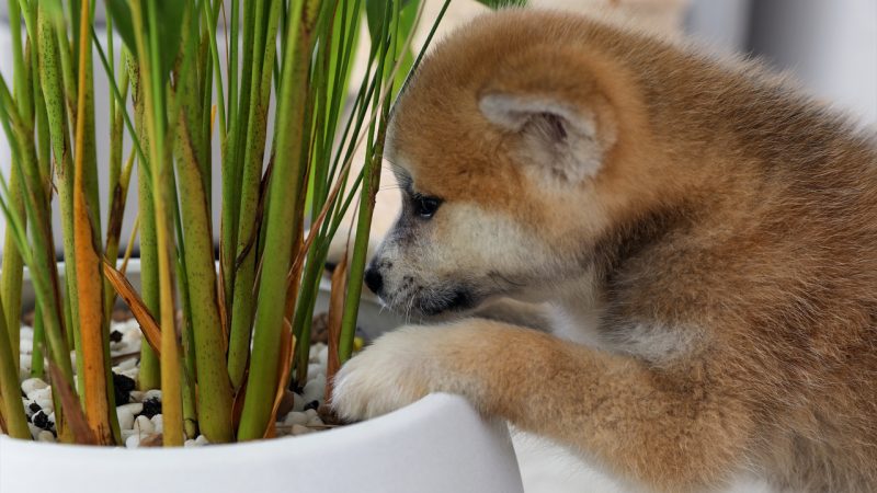 Houseplants that owners with cats and dogs should avoid