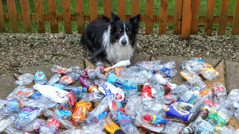 This super clever 'eco dog' has a passion for clearing the streets of litter on his daily walk